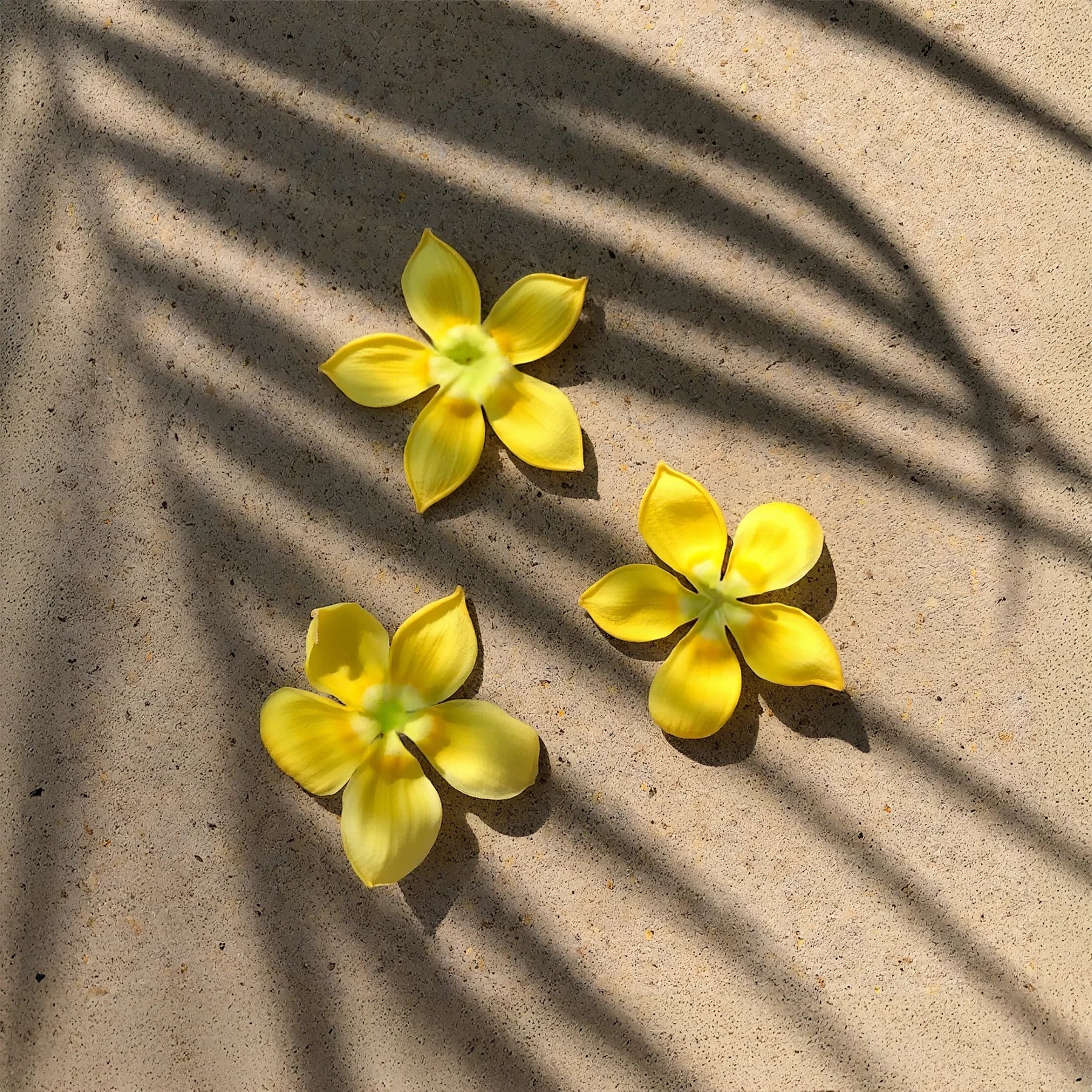 A Little Piece of Hawaii for Your Skin